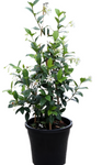 Trachelospermum Jasminoides Staked 5Gallon Trachelospermum Jasminoides Staked Star Jasmine White Live Plant Outdoor Mhg77