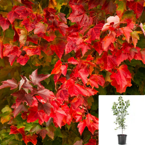Acer Rubrum Red Sunset 5Gallon Plant Red Sunset Plant Red Maple Plant Scarlet Maple Tree Live Plant Mr7