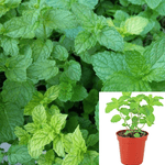 Mint Apple Plant Mint Mentha Suaveolens Plant Round leaved mint Plant Wooly mint 4Inches Live Plant Ht7 Best