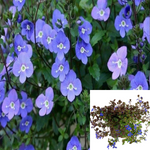 Veronica Georgia Blue 1Gallon Veronica Peduncularis Creeping Speedwel Live Plant Gr7