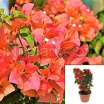 Boug Bengal Orange Espalier 5 Gallon Plant Bougainvillea Pinkish Orange