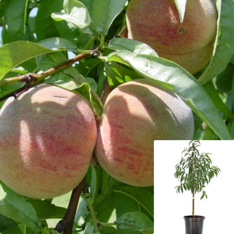 Indian Blood Cling Peach Yrig 5Gallon Plant Cherokee Peaches Plant Blood Cling Peaches Plant Indian Cling Blood Fruit Tree Live Plant Gr7