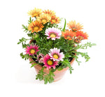 Gazania Mix 1Gallon Plant Treasure Flower Plant African Daisy Plant Outdoor Flower Live Plant Gr7