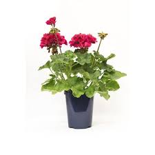 Geranium Deep Red 1Gallon Plant Americana Dark Red Geranium Plant Zonal Geranium Deep Red Live Plant Ht7 Best