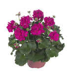 Geranium Neon Purple 1Gallon Plant Zonale Tango Neon Purple Plant Zonal Pelargonium Crane'S Bill  Flower Live Plant Gr7 Ht7 Best