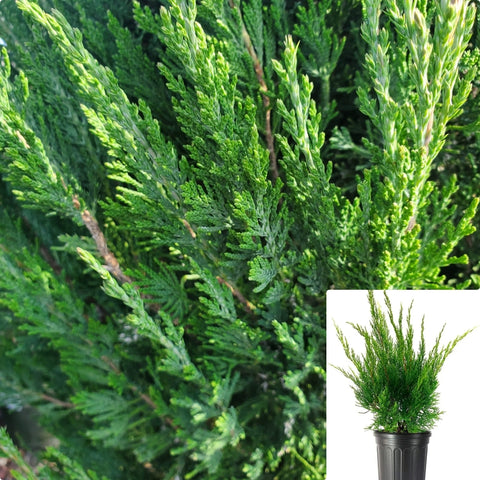 Juniperus Spartan 5Gallon Plant Spartan Juniper Plant Chinese Juniper Plant Green Spartan Juniper Tree Live Plant Gr7