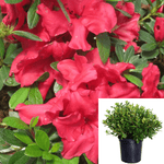Azalea Bloom Thon Red 1Gallon Rhododendron Bloom Thon Red Live Plant Outdoor Gr7