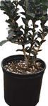 Camellia Sasanqua Yuletide 7 Gallon Chinese Red Plant Brush Live Plant Ho7