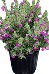 Leucophyllum Green Cloud Plant Lavender Texas Ranger Shrubs 5 Gallon Live Plant Fr7