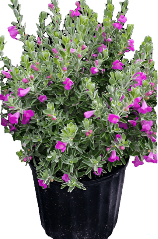 Leucophyllum Green Cloud 1Gallon Plant Green Cloud Texas Ranger Shrubs Live Plant Fr7