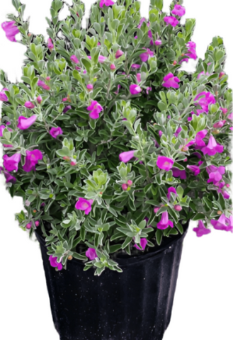 Leucophyllum Frutescens Compac 5Gallon Lavender Leucophyllum Gr7 Texas Sage Silver Leaf Barometer Bush Evergreenshrub Live Plant