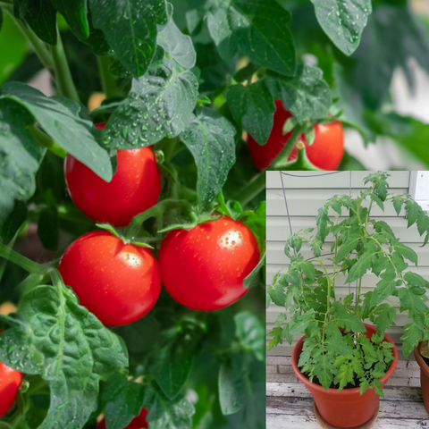 Tomato Patio Small Fruited Tomato 1 Gallon Plant Solanum Lycopersicum Plant Onsale Ht7