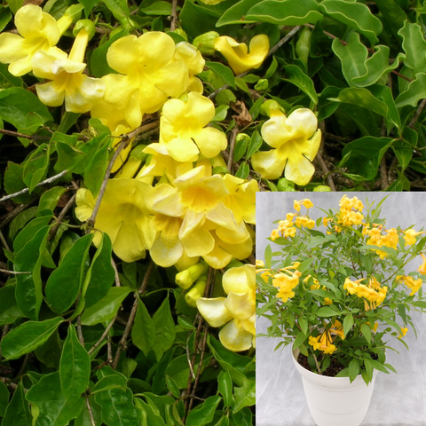 Yellow Trumpet Vine 5Gallon Plant Macfadyena Unguiscati Vines Common Cats Claw Vine Live Plant Fr7