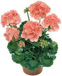 Zonal Geranium Salmon Plant 5 Gallon Ht7 Americana Salmon Pelargonium Zonale Crane S Bill Live Plant Pr7