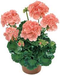 Zonal Geranium Salmon Plant 5 Gallon Americana Salmon Pelargonium Zonale Crane's bill Live Plant Pr7