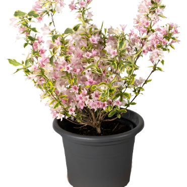 Weigela Florida Variagata Nana Plant Weigela Dwarf Pink 1Gallon Ma Live Plant Mr7