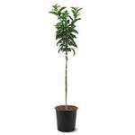 Fruit Apple Dorsett Gold 5Gallon Plant Malus Domestica Plant Outdoor Fruit Tree Live Plant Fr7