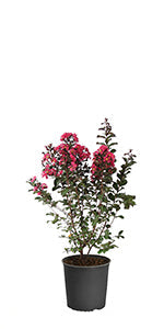 Lagerst Pink Velour Standard Tree 5Gallon Lagerst Pink Velour Mlt 5Gallon Plant Velour Crape Myrtle Tree Pink Plant Gr7