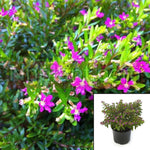 Cuphea Hyssopifolia Plant Compacta Lavender False Heather Dwarf 1Gallon Perennials Live Plant Ht7 Best