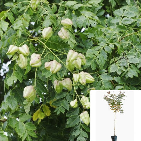 Koelreuteria Paniculata 5 Gallon Plant Golden Raintree Ride Of India China Tree Live Plant Gr7