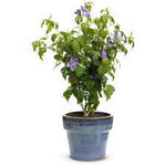 Hibiscus Lavender Chiffon 1Gallon Plant Shrubby Mallow Lavender Chiffon Plant Rose Mallow Lavender Chiffon Plant Outdoor