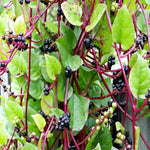 Malabar Spinach Red Vine SeedPackset