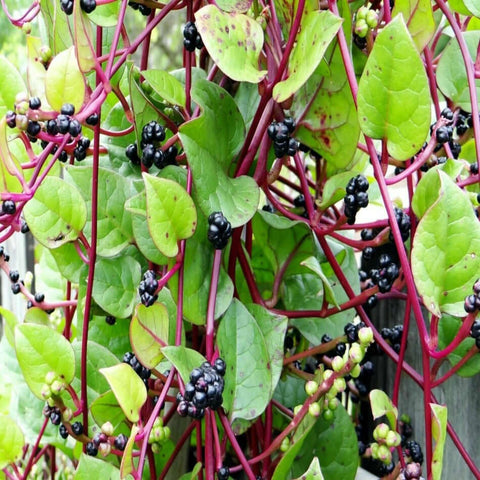 Malabar Spinach Red Vine Seed Packet