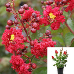 Lag Dynamite Standard Tree Red 5 Gallon Plant Lilac Of The South Crape Myrtle Crapemyrtle Live Plant Fr7