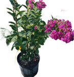 Lagerst Twilight Standard Tree 5Gallon Plant Lagerstroemia Indica Plant Twilight Crape Myrtle Trees Plant Crape Myrtle Tree Live Plant Fr7