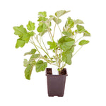 Lavatera Bicolor 1Gallon Plant Lavatera Maritima Plant Seaside Tree Mallow Plant Outdoor Shrub Live Plant Gr7