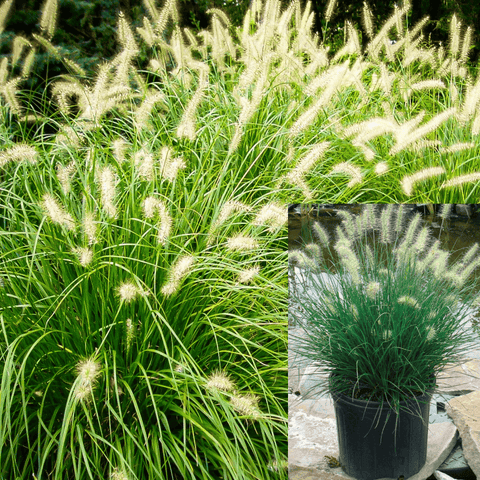 Pennisetum Hameln 1Gallon Fountain Grass Pennisetum 1Gallon Pot Orientalis Grass Live Plant Fr7