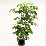 Schefflera Alpine Junior Plant 2 Gallon Pot Schefflera Actinophylla Alpine Junior Plant Umbrella Tree Plant Indoor PREOR