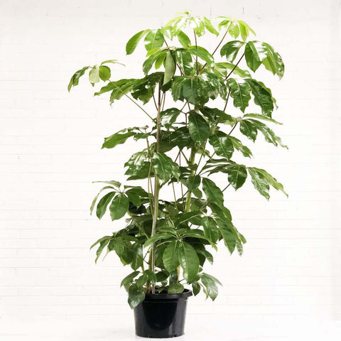 Schefflera Alpine Junior Plant 5 Gallon  Pot Schefflera Actinophylla Alpine Junior Plant Umbrella Tree Plant Indoor Pre