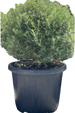 Westringia Fruticosa 5Gallon Coastal Rosemary Plantcoastal Rosemary Live Plant Outdoor Fr7