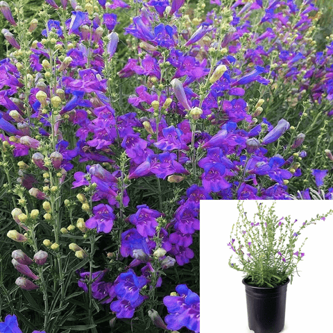 Penstemon Margarita 1Gallon Plant Margarita Bop Foothill Penstemon Live Plant Outdoor Plant Bush Gr7