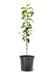 Fruit Mrthley Plum Plant 5 GallonPlant Prunis Salicina Methley Plant Methley Japanese Plum Plant Outdoor Plant Fruit Tre