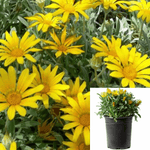 Gazania Mitsuya Yellow 1Gallon Gazania Mitsuwa Yellow 1Gallon Treasure Yellow Flower Full Live Plant Fr7