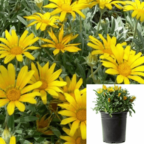 Gazania Mitsuya Yellow 1Gallon Gazania Mitsuwa Yellow 1Gallon Treasure Yellow Flower Full Live Plant Fr7