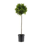 Laurus Nobilis Standard Tree 5 Gallon Plant Bay Laurel Mediterranean Sweet Bay Gr7