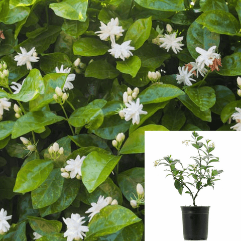 Jasminum Sambac 5Gallon Arabian Jasmine Maid Of Orleans Live Plant Outdoor Ho7Gr7