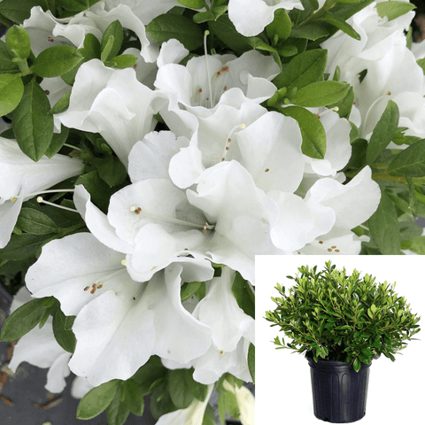 Azalea Bloom Thon White 1Gallon Bloom Thon White Reblooming Azalea Live Plant Outdoor Gr7