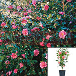 Camellia Cleopatra 5Gallon Pink Sasanqua Camellia 5Gallon Live Plant Fr7