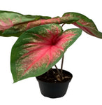Caladium Buck Red Plant Fancy Leaf Buck Caladium Live Plant 6Inches Pot Indoor Healthy