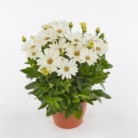 Osteospermum Voltage White 1Gallon Osteospermum Serenity White African Daisy White Daisybushes Flower Gr7 Live Plant