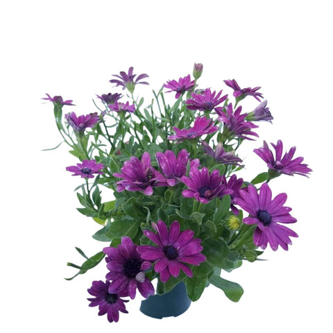 Osteospermum Serenity Dark Purple 1Gallon Plant African Daisy Dark Purple Plant Cape Daisy Plant Outdoor Flower Live Pla