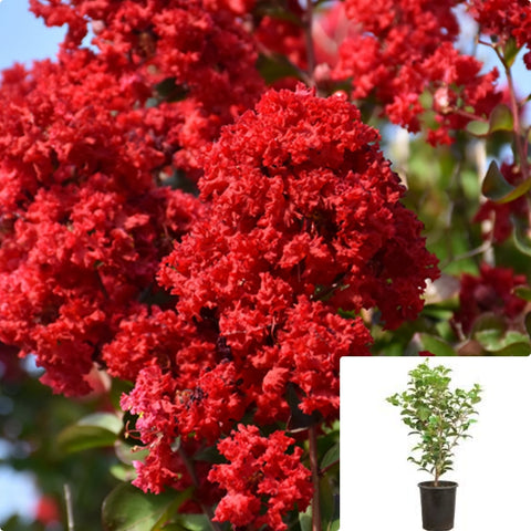 Lagerst Dynamite Standard Tree 5Gallon Plant Dynamite Crapemyrtle Plant Crape Myrtle Tree Live Plant Gr7