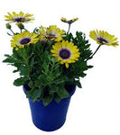 Osteospermum Voltage Yellow 1Gallon Plant African Daisy Yellow Plant Cape Daisy Plant Outdoor Flower Live Plant Ho7