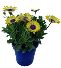 Osteospermum Voltage Yellow 1 Gallon Plant African Daisy Cape Outdoor Flower Live Plant Ho7