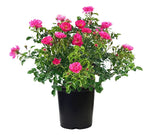 Rosa Pink Ground Cover 1Gallon Plant Groundcover Rose Plant Rose Flower Carpet Pink Plant Outdoor Flower Live Plant Gr7
