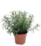 Rosmarinus Off White 1Gallon Plant Rosemary White Plant Salvia Rosmarinus Ht7